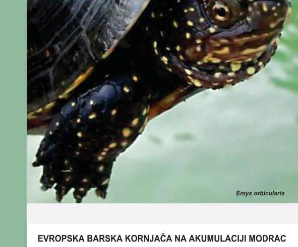 Barska kornjaca na jezeru Modrac