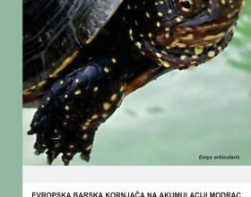 Barska kornjaca na jezeru Modrac