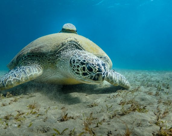 Naučnici konačno otkrili zašto morske kornjače jedu plastiku