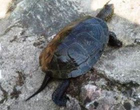 Spasimo barsku kornjaču na akumulaciji Modrac